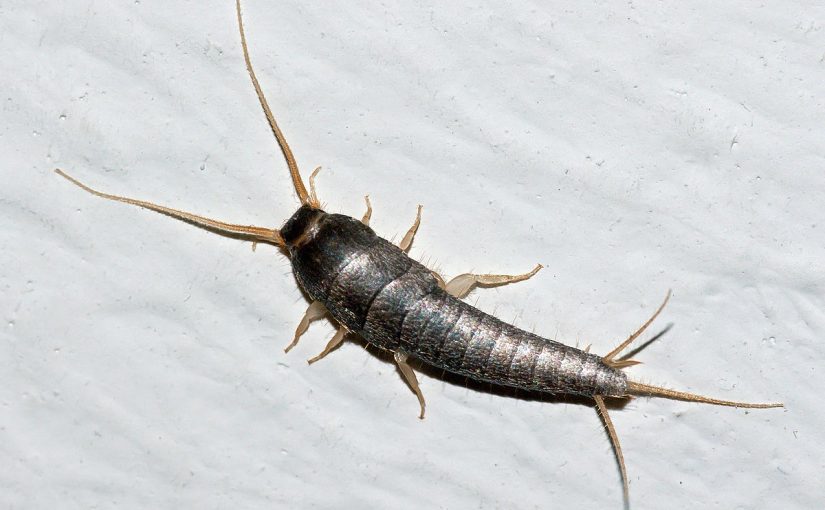Silverfish Control Service Provider in Kolkata