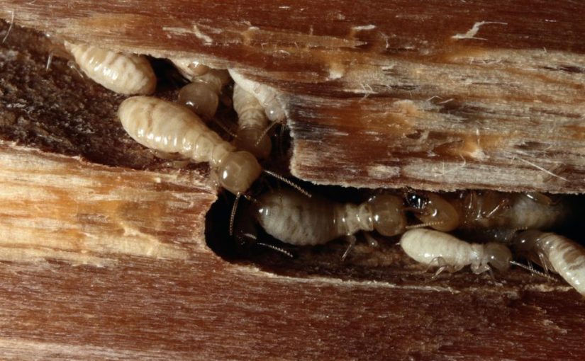 Termite Control Kolkata