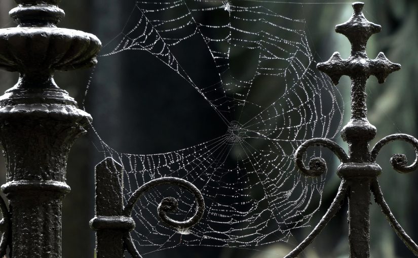 Spider Control Service Provider in Kolkata