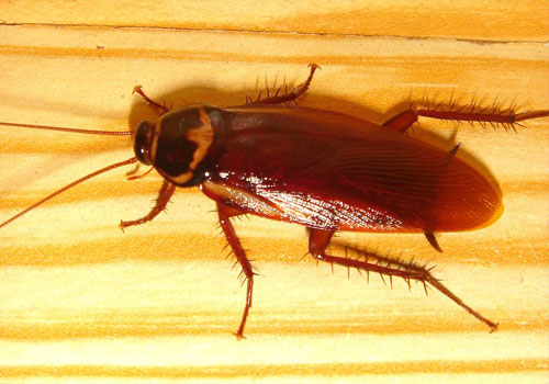 get rid of cockroaches forever