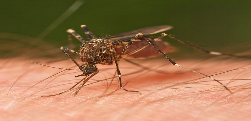 Mosquito Control Service Provider in Kolkata