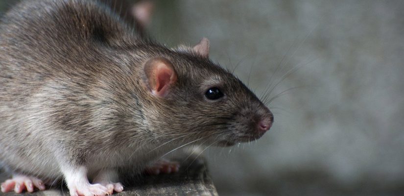 Rodent Control Service in Kolkata