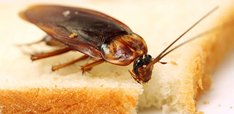 Have the best Cockroach Pest Control to get rid of cockroaches