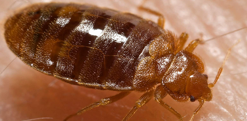 Some Basic and Effective Tips that will Help You Choose the Right Bed Bug Pest Control Services