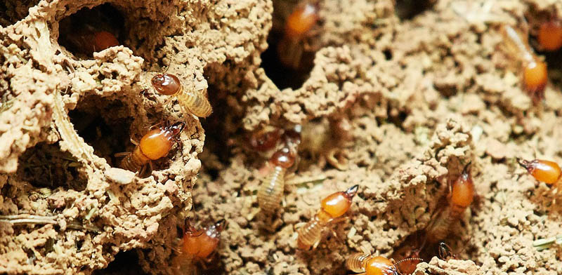 Factors you need to check before availing Termite Treatment Service