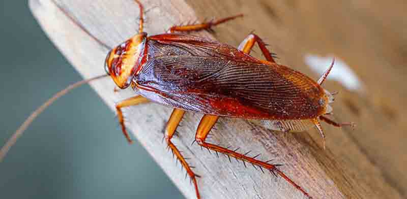 How to Choose the Best Cockroach Pest Control Service for Your Household?