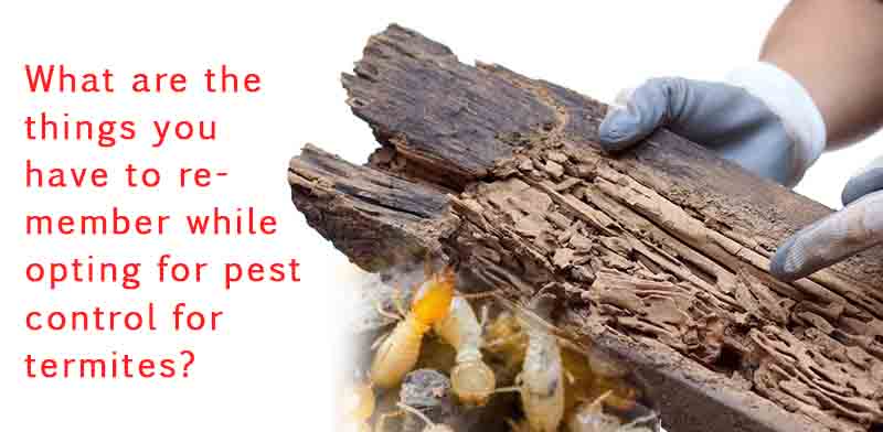 What are the things you have to remember while opting for pest control for termites?