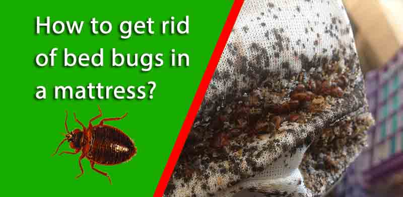 Best Bed Bug Control Nyc for Dummies