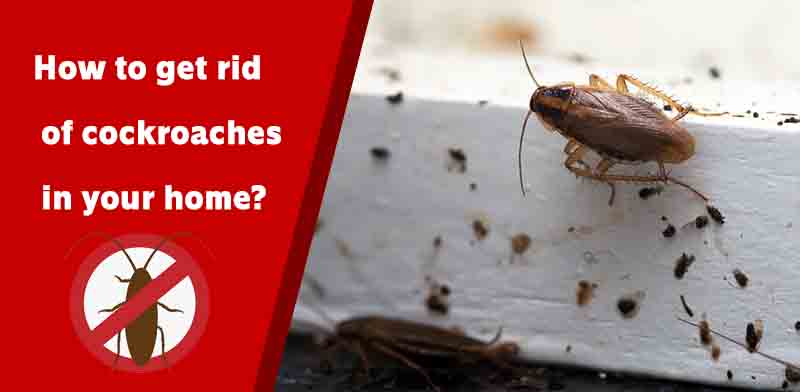 How to get rid of cockroaches in your home? - DR PEST CONTROL