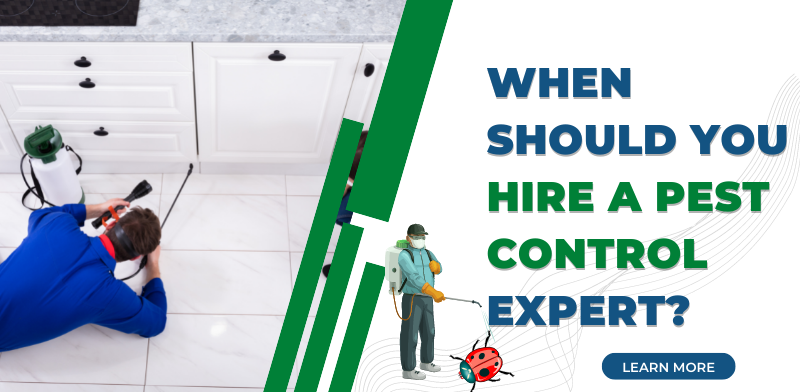 When Should You Hire A Pest Control Expert Dr Pest Control 5758