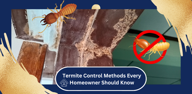 Termite Control Methods Every Homeowner Should Know - DR PEST CONTROL