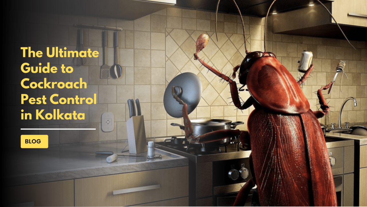 The Ultimate Guide To Cockroach Pest Control In Kolkata Blog 7797