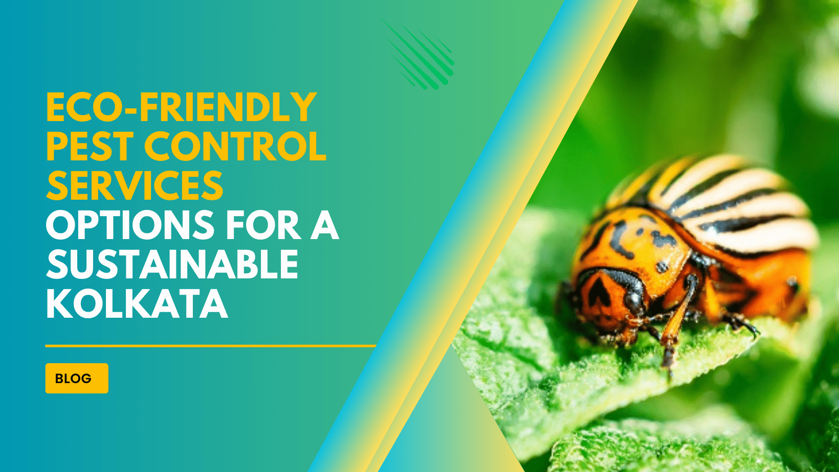 Eco-Friendly Pest Control Services Options for a Sustainable Kolkata