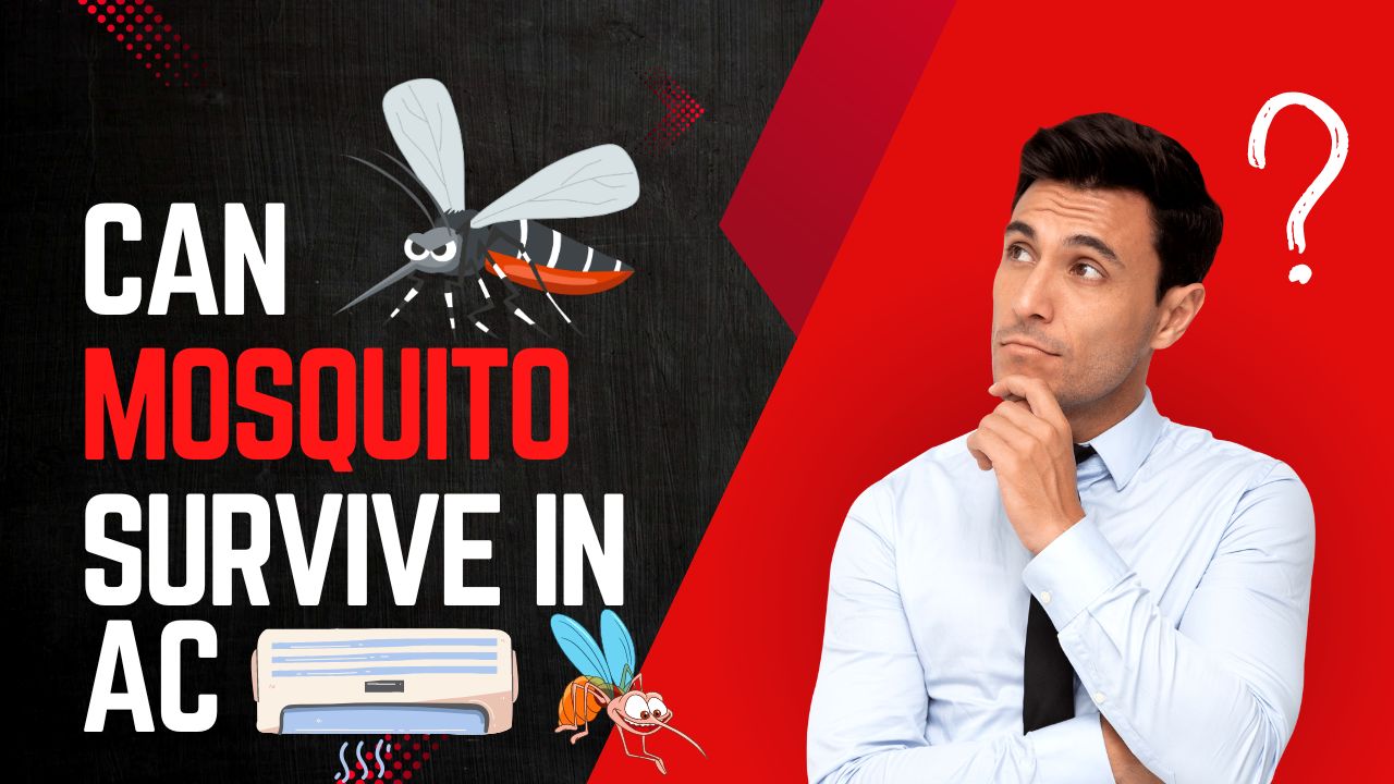 Can Mosquito Survive in AC: An eye-opener
