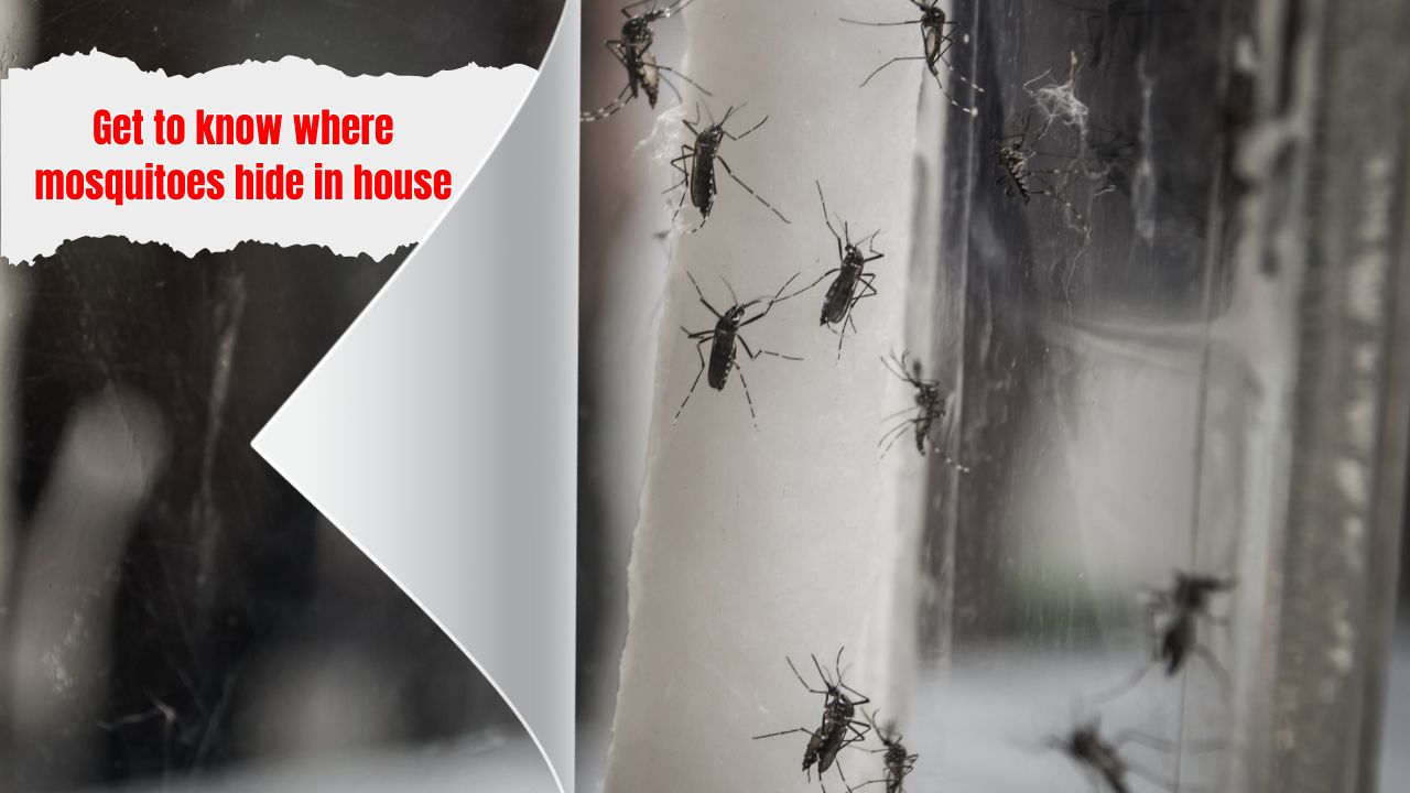 Get to know where mosquitoes hide in house
