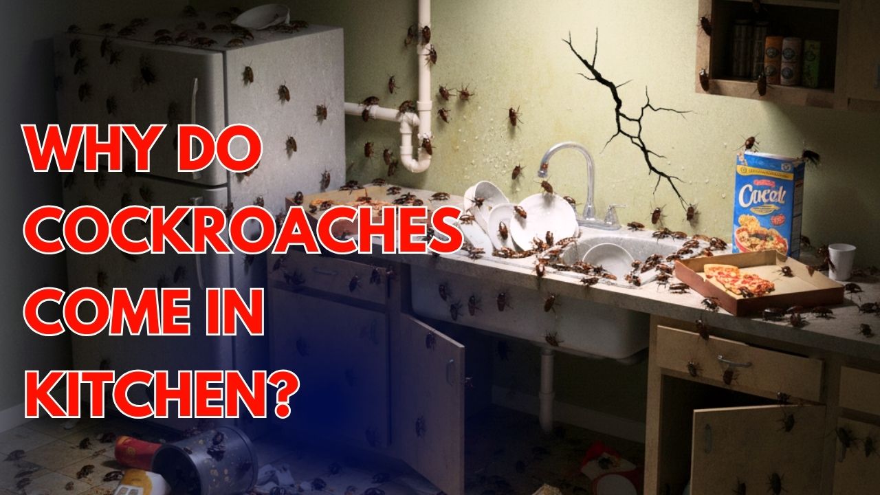 Why do cockroaches come in kitchen