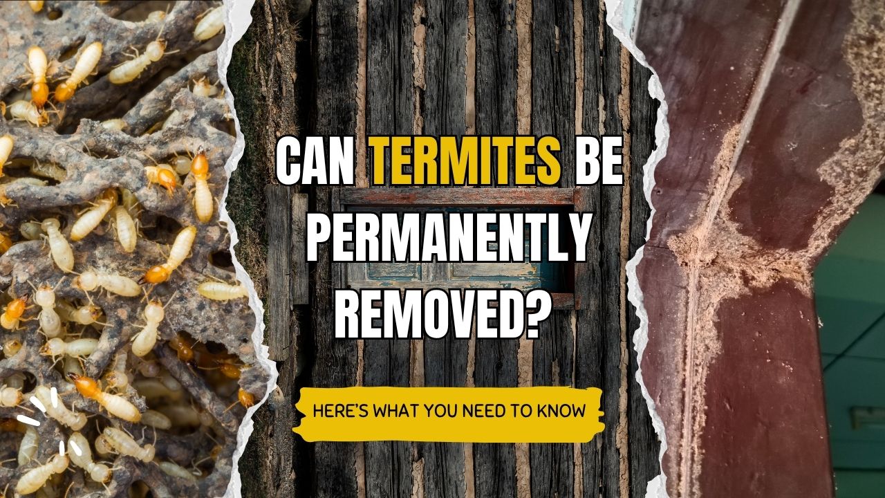 Can Termites Be Permanently Removed? Here’s What You Need to Know