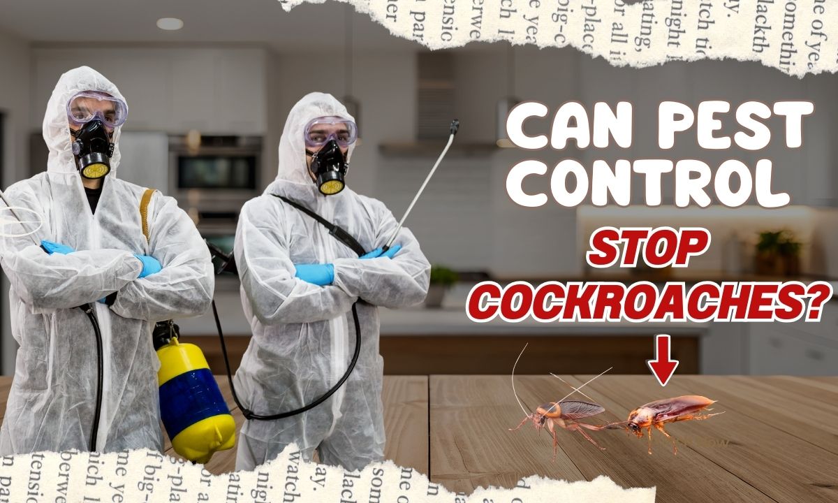 Can Pest Control Stop Cockroaches?