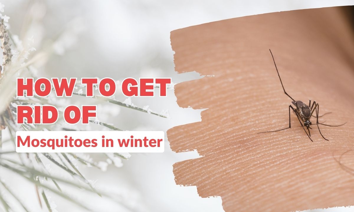 How to get rid of mosquitoes in winter