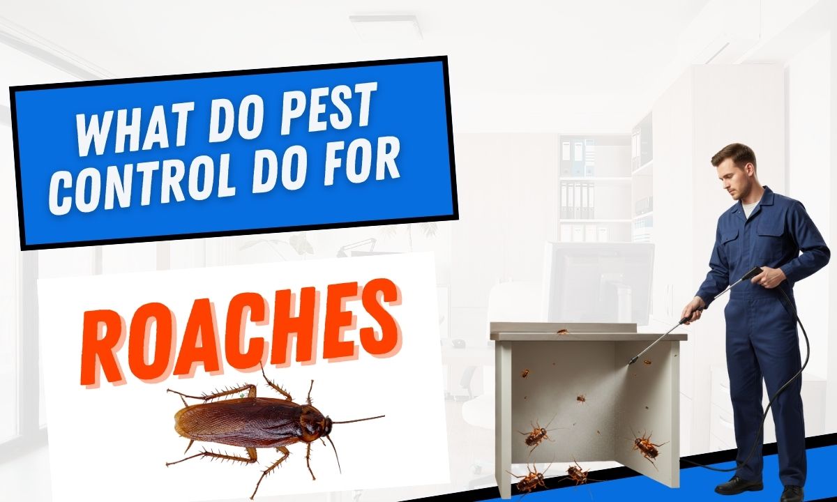 What do pest control do for roaches